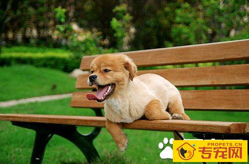 如何让狗给主人帮忙 训练让狗反应敏捷