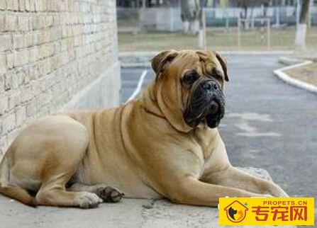 斗牛马士提夫犬的特点 它特别喜欢跑步
