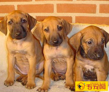 罗得西亚脊背犬的形态特征 外形匀称平稳