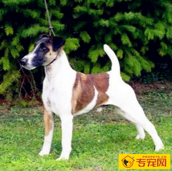 平毛猎狐梗的形态特征 母狗体型要小一些