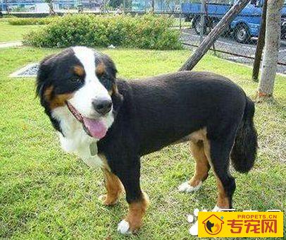 大瑞士山地犬的特点 该犬精力充沛