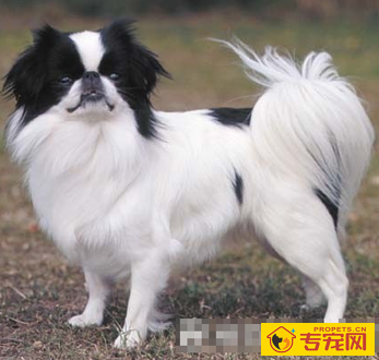 日本狆的形态特征 该犬被毛毛量丰厚