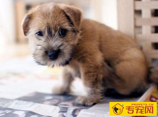 罗福梗哪里买 买之前多关注其特征资料