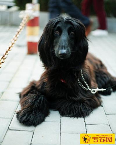 阿富汗猎犬特点 宠物中的各种排名