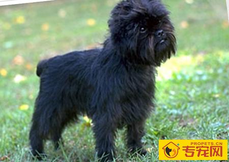 猴面犬的性格 个性勇敢机警