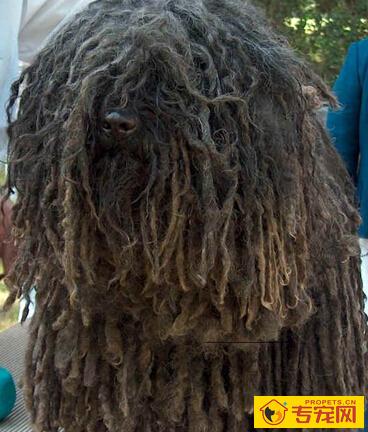  波利犬的特点 特别忠实于主人