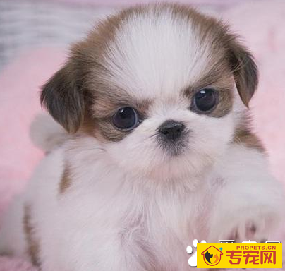 西施犬的性格 该犬与人比较亲近