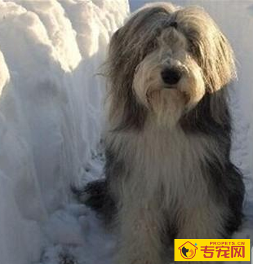 古代长须牧羊犬的特点 该犬非常受欢迎