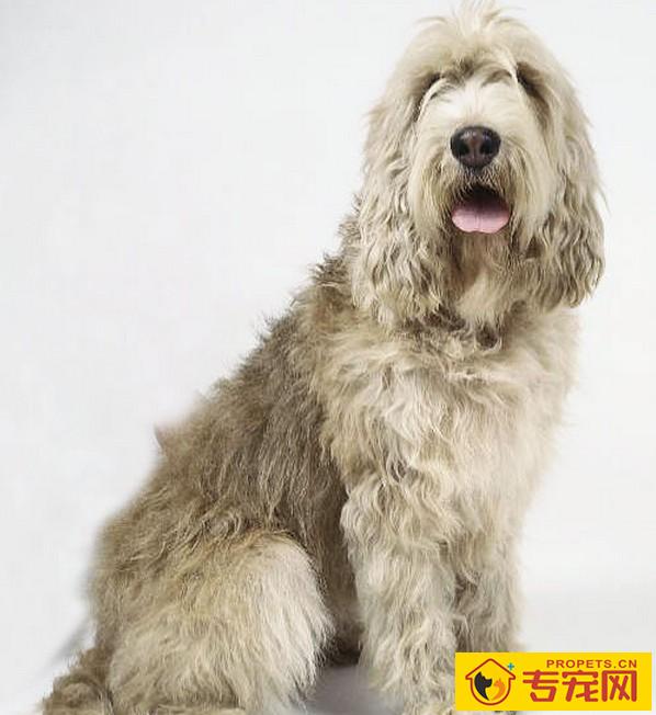 奥达猎犬的性格 侦探猎犬的后裔