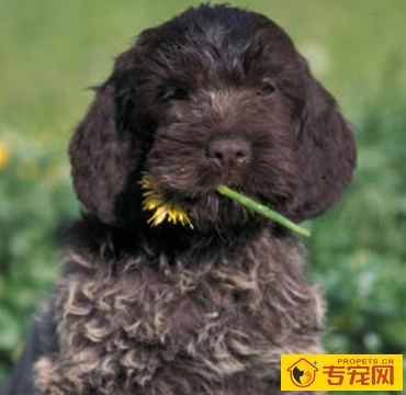 刚毛指示格里芬犬聪明吗 该犬智商较高