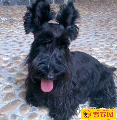 苏格兰梗的形态特征 该犬整体体型很匀称