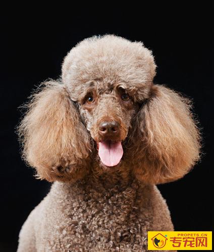 贵宾犬能长多大 了解它的标准身材