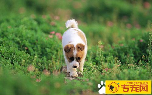 如何让狗学会独处 让狗热爱同类