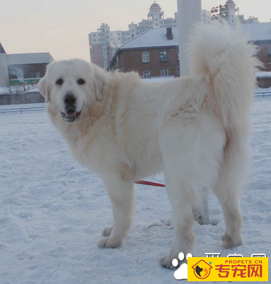 大白熊犬咬人 性格稳定心情舒畅