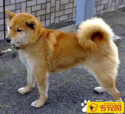 芬兰猎犬的特点 有平衡良好的方形躯体