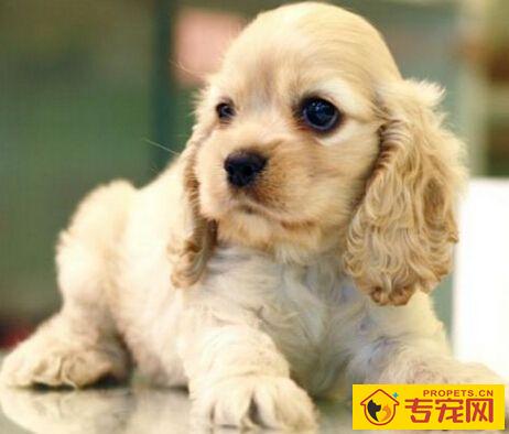 可卡的性格 性格温顺听话