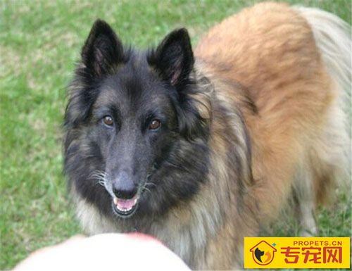 比利时坦比连犬的特点 它不十分好斗