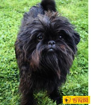 猴面犬的特点  喜欢安静但具有攻击性