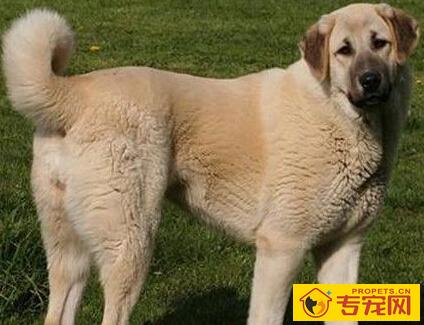 安娜图牧羊犬的特点 具有非常强的耐力