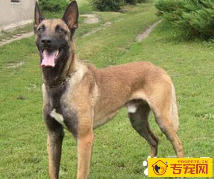比利时玛利诺犬的特点 优秀的家庭伴侣犬