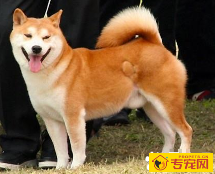 大白熊幼犬多少钱一只 该犬性格温顺