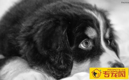 伯恩山犬性格特点 极具个性特点的宠物狗之一