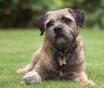 边境梗的特点 不适合有小孩的家庭饲养