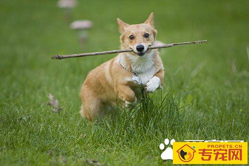 如何纠正小狗的坏习惯  纠正狗狗坏习惯训练方法