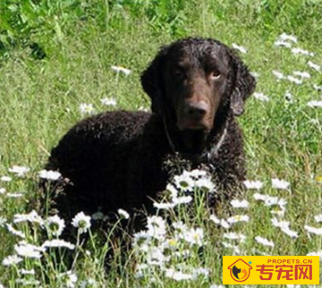 卷毛寻回犬的形态特征 被毛厚实而致密