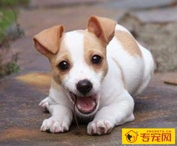 杰克罗素梗的形态特征 该犬充满活力