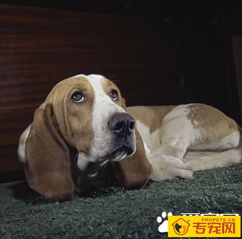 爱尔兰雪达犬的特点 性格坚韧、倔强