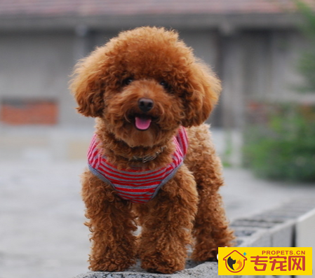 最聪明的小型犬 泰迪犬是比较好的选择