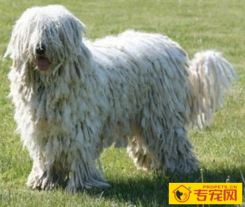 可蒙犬的形态特征 幼犬的被毛相对柔软