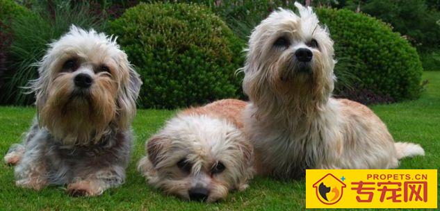 丹迪丁蒙梗的特点 适于生活在任何地方