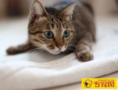 小猫为什么粘人  猫咪无聊的时候也会粘人