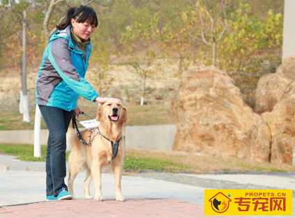 导盲犬一般用什么狗 选性格较稳定的狗