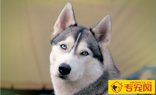 哈士奇智商 智商在狗狗中只能排在中旬