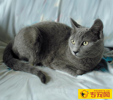 夏特尔猫的性格 该猫喜欢独处和安静