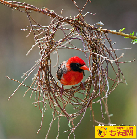 鸟怎么分公母  一种鸟一种鉴别的方法