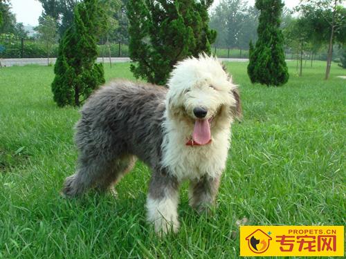 狗狗一天吃多少克狗粮 不同狗狗食量不一样