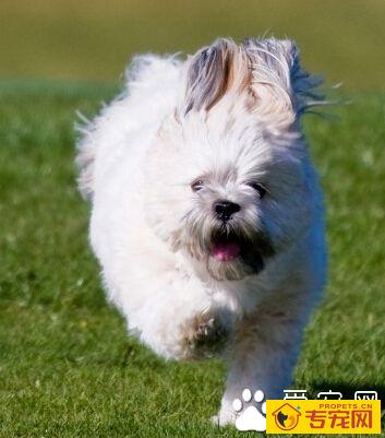 拉萨犬聪明吗 最好是从小训练狗狗