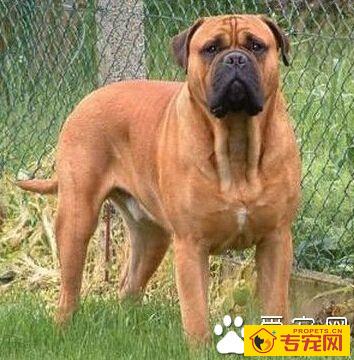 斗牛马士提夫犬的形态特征 体型比较健壮
