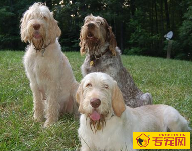 史毕诺犬的性格 有耐心并且很温顺