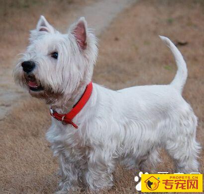 西高地白梗的智商 智商排名第47位