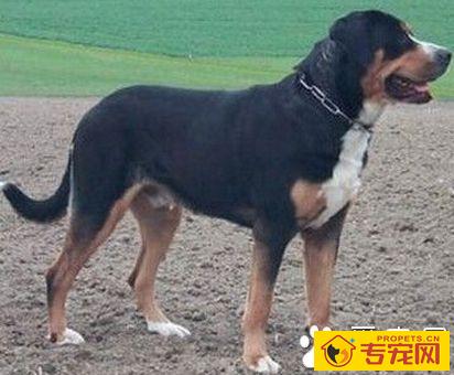 大瑞士山地犬的形态特征 底色是黑色