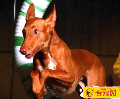 法老王猎犬的形态特征 该犬血统高贵