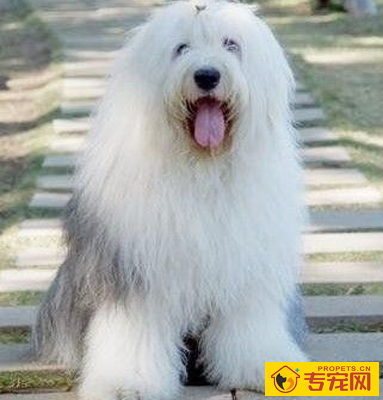 古代牧羊犬的形态特征 此犬厚肢肌肉发达