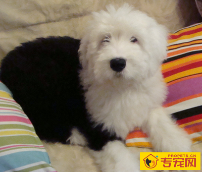 古代牧羊犬能长多大 该犬体型较大