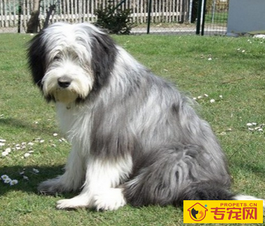 古代长须牧羊犬的形态特征 有双层被毛