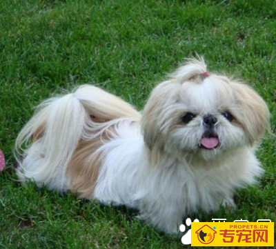 西施犬的特点 该犬体态高贵典雅